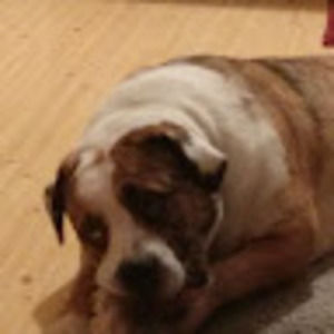 Meet your Posher, Martin